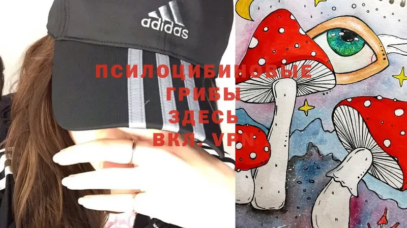 Псилоцибиновые грибы MAGIC MUSHROOMS где продают наркотики Теберда